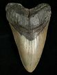 Inch Megalodon Tooth - Carolinas #5001-1